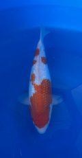 Koi fish with orange and white patterns swimming in a blue tank