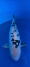 Koi fish with black spots in a blue container