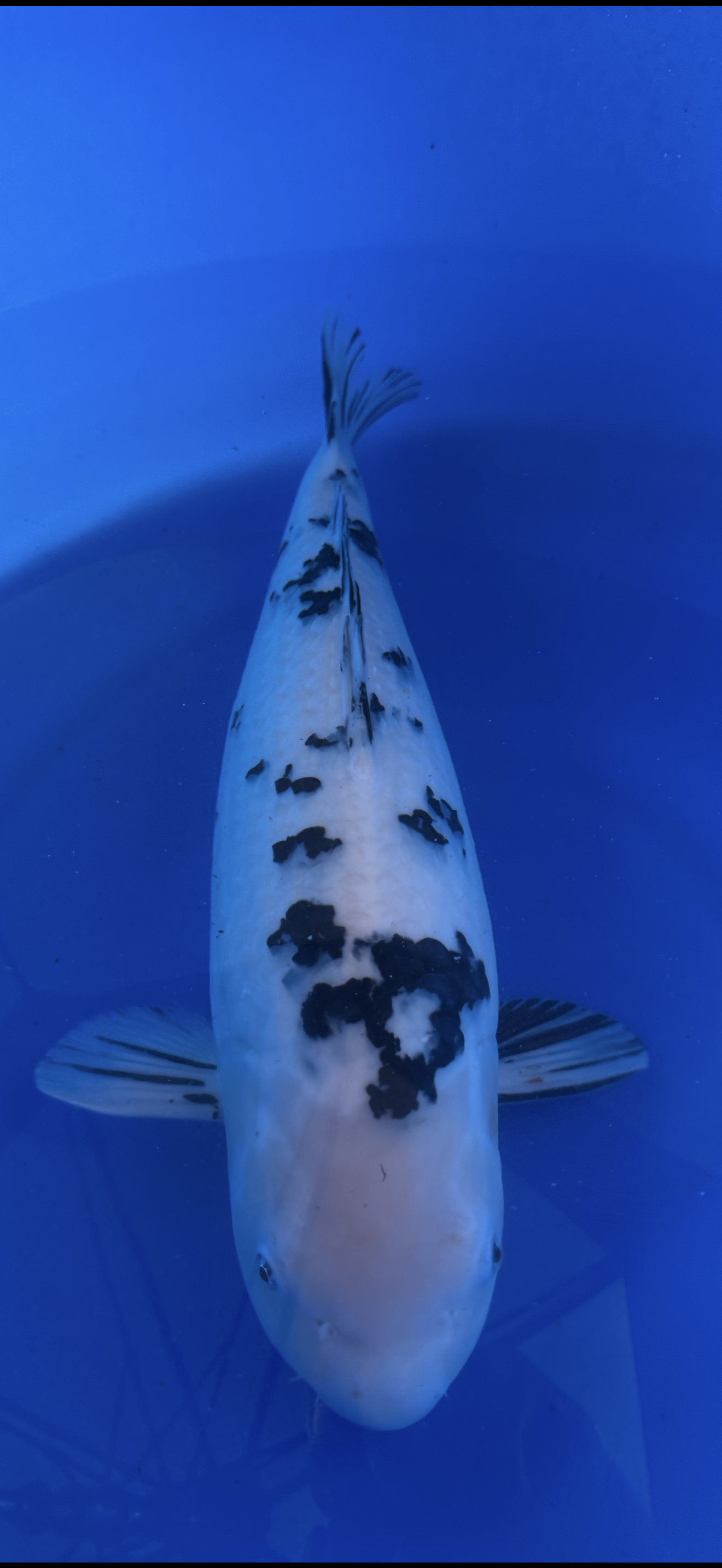 Koi fish with black spots in a blue container