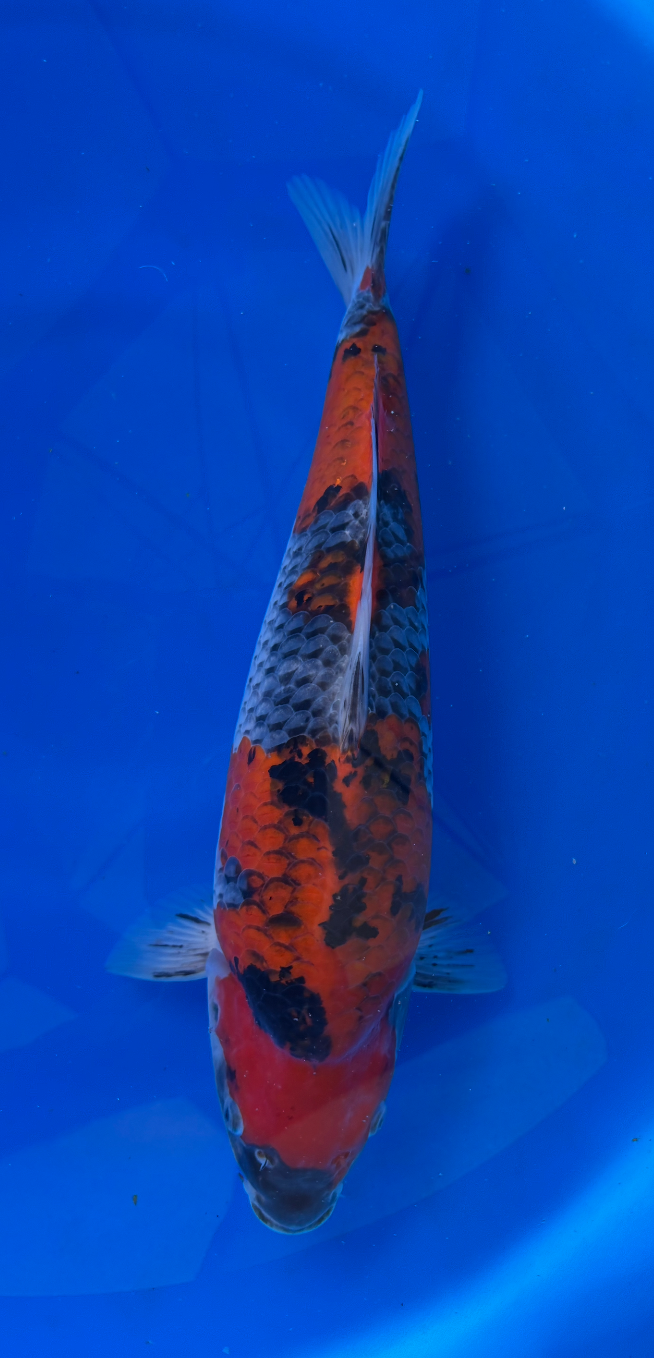 Koi fish with a multicolored pattern on a blue background