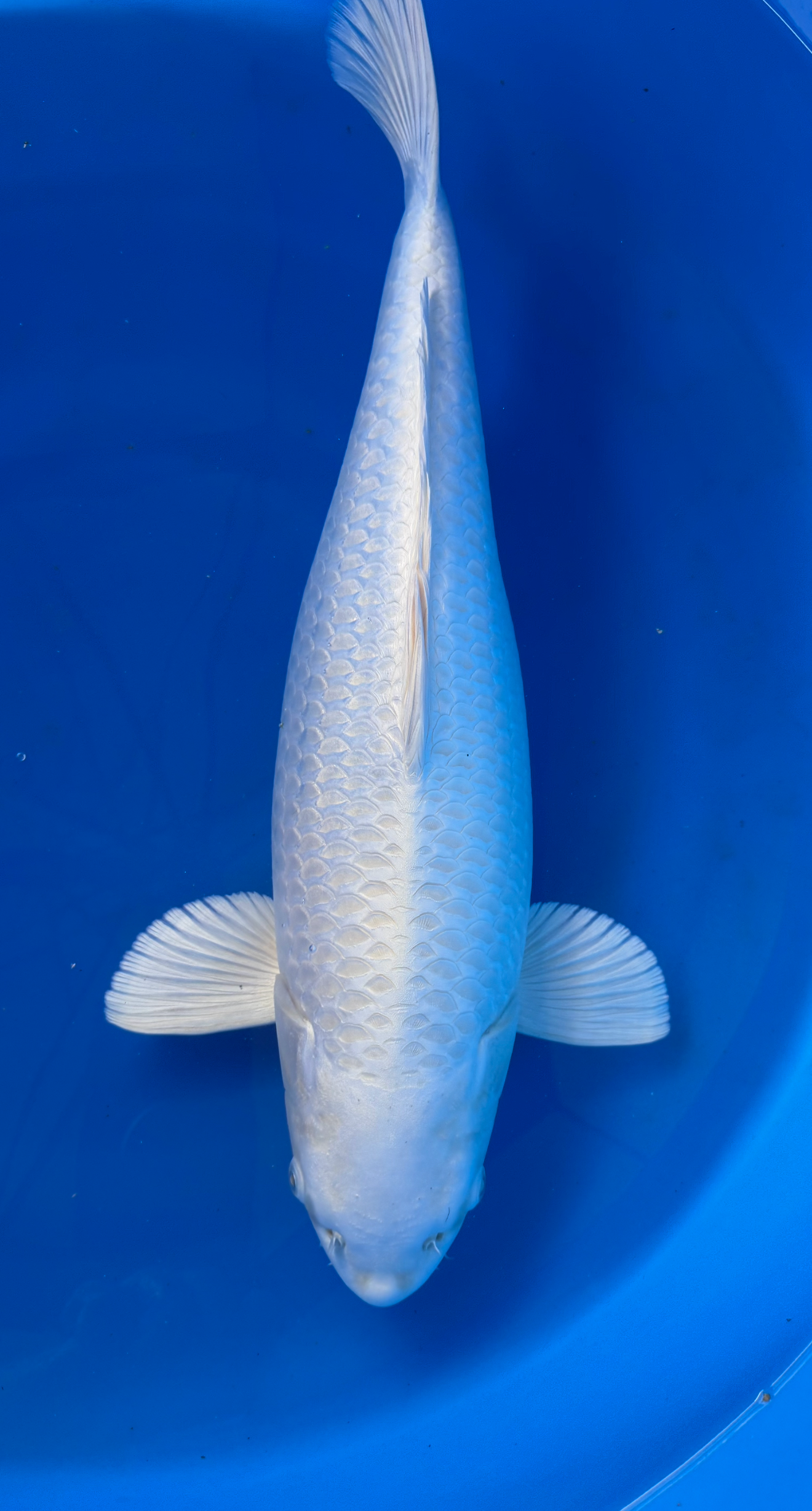 Japanese White koi fish swimming in a blue pool