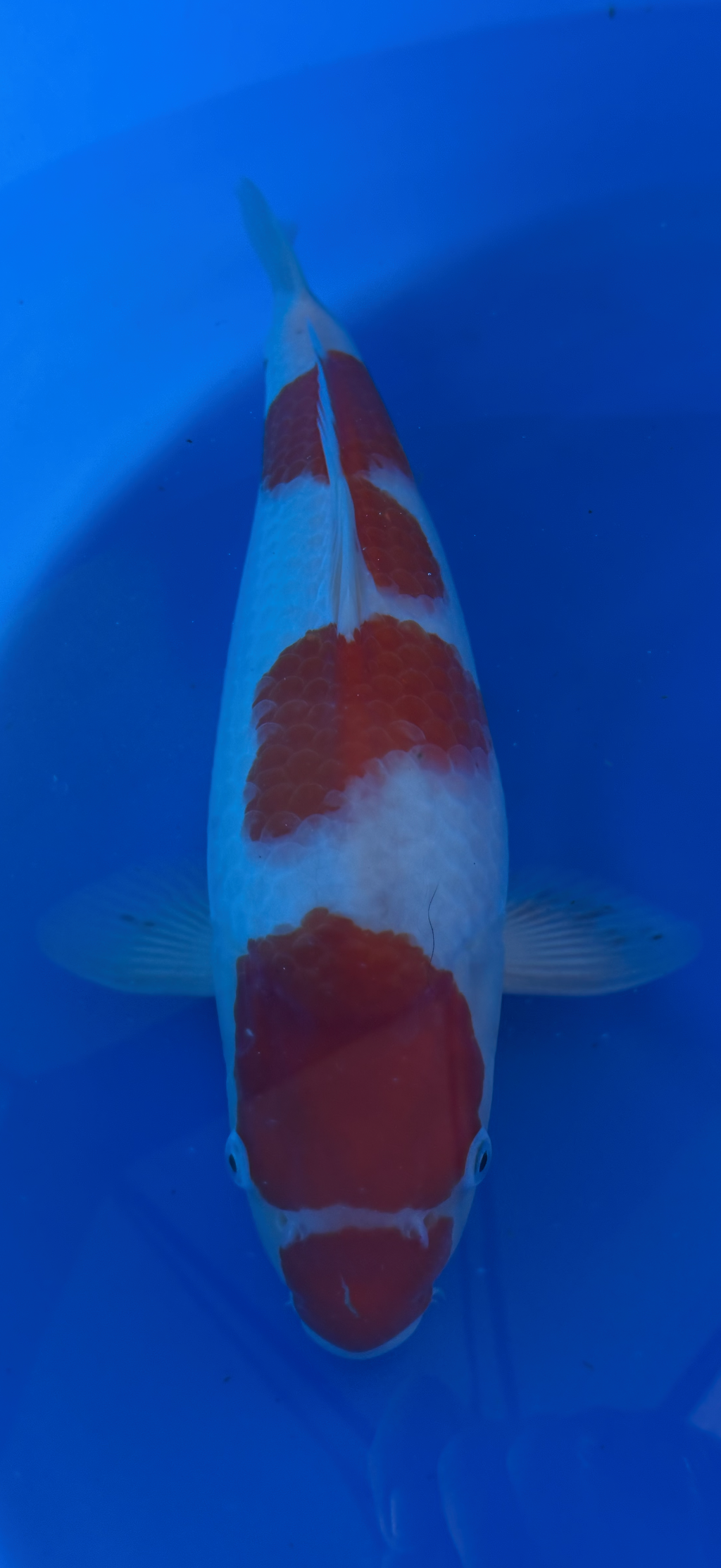 Koi fish with red and white patterns swimming in a blue container.