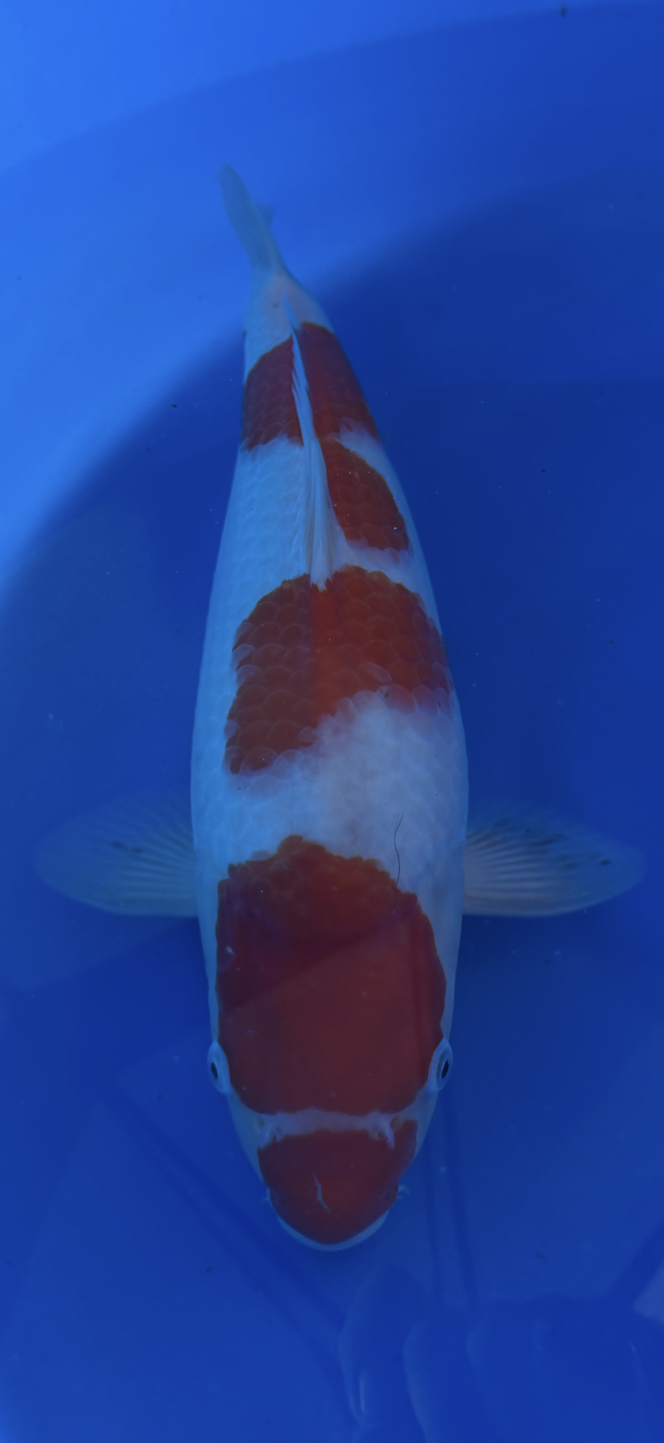 Koi fish with red and white patterns swimming in a blue container.