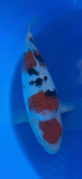 Koi fish with a red and white pattern in a blue container