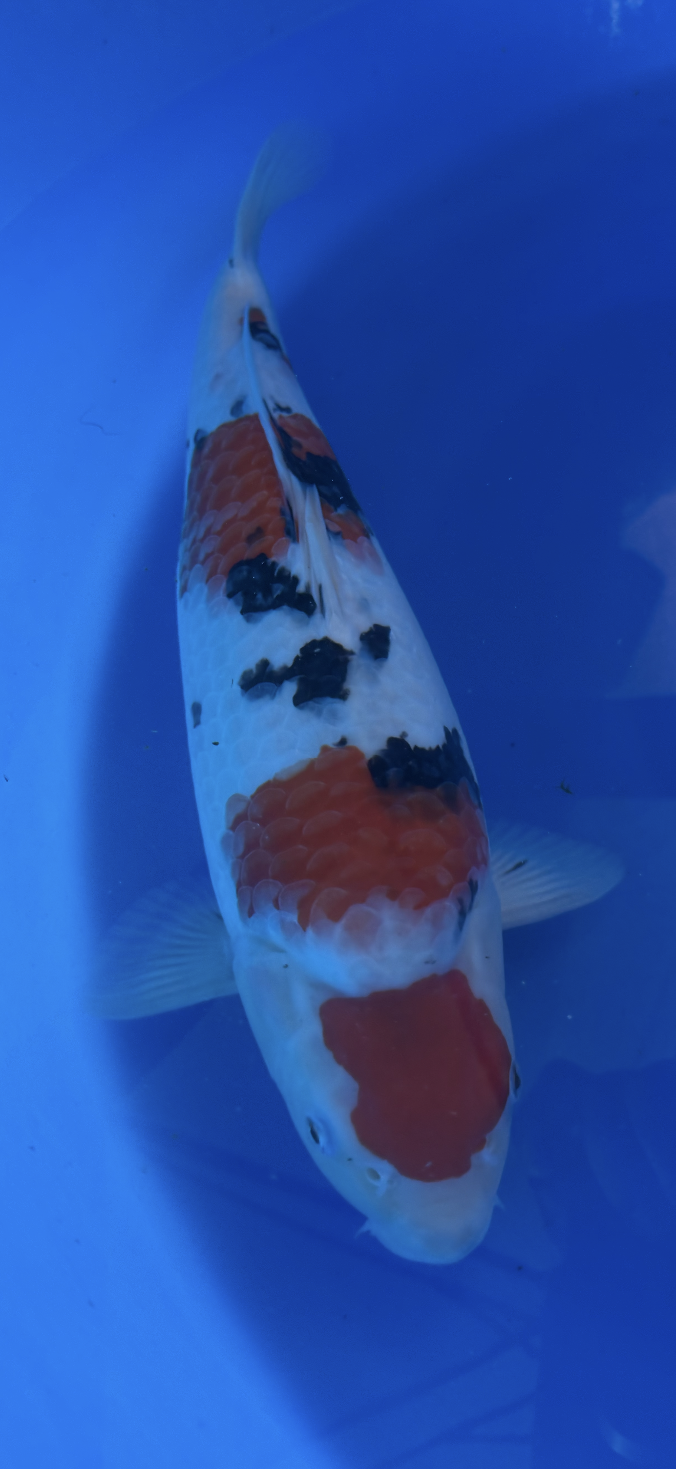 Koi fish with a red and white pattern in a blue container