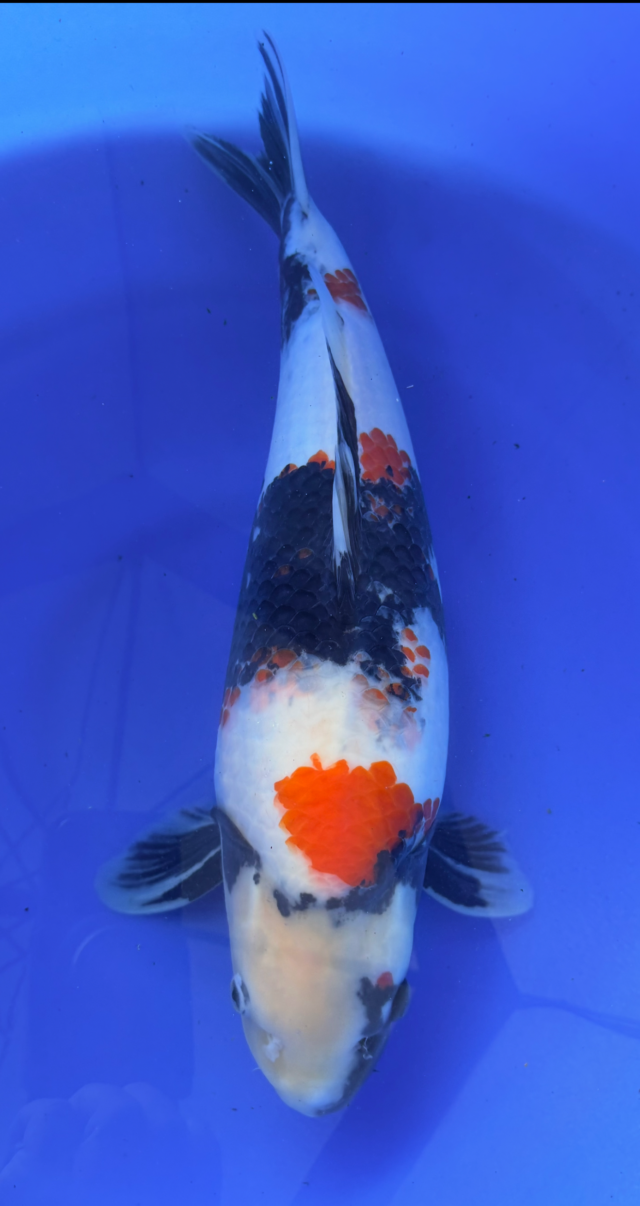 Koi fish with a white body, black and orange markings on a blue background