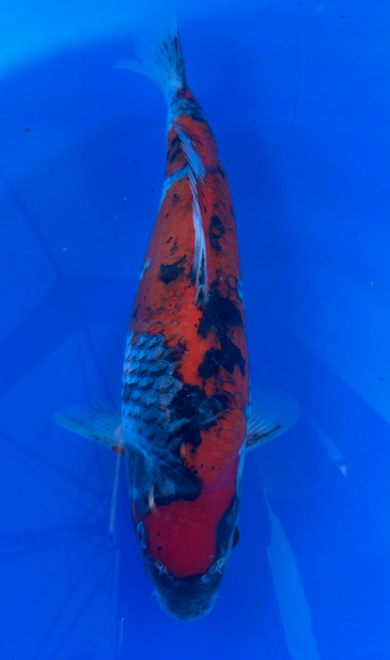 Koi fish with a vibrant orange, black, and white pattern on a blue background