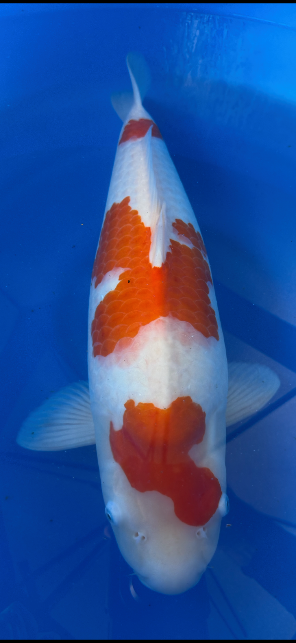 Koi fish with a red and white pattern on a blue background