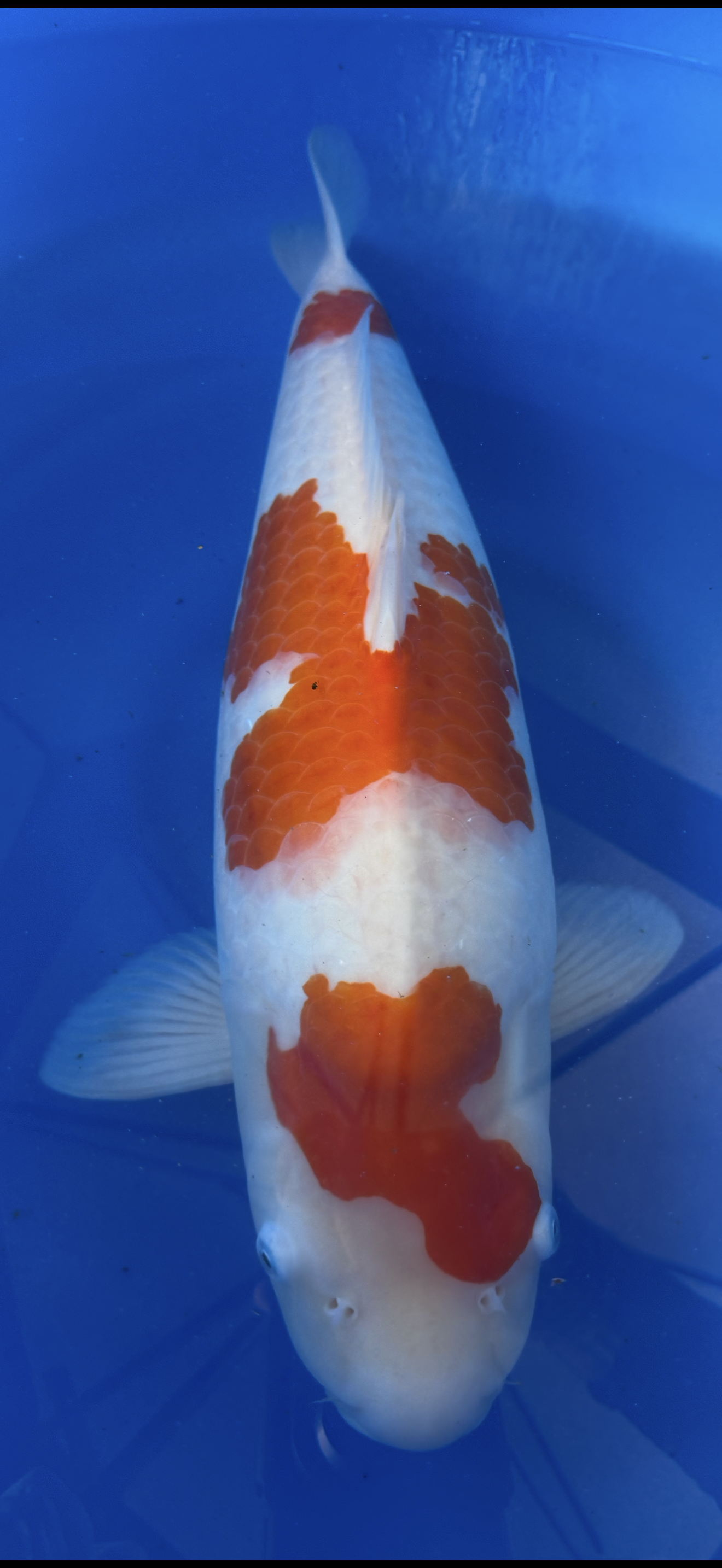 Koi fish with a red and white pattern on a blue background