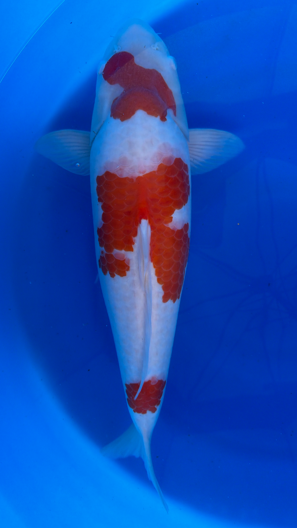 Koi fish with red and white patterns swimming in a blue pool