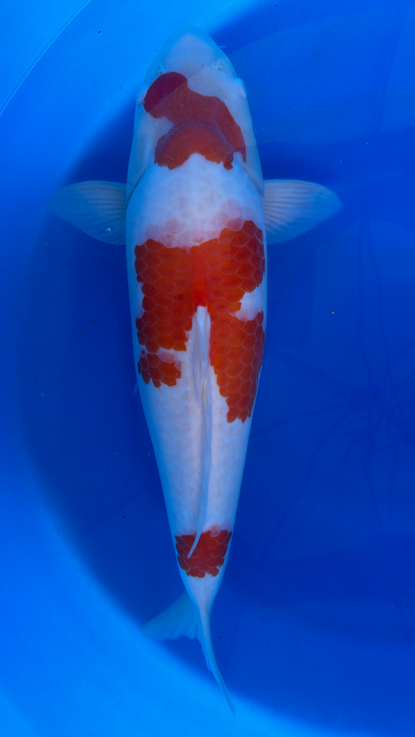 Koi fish with red and white patterns swimming in a blue pool