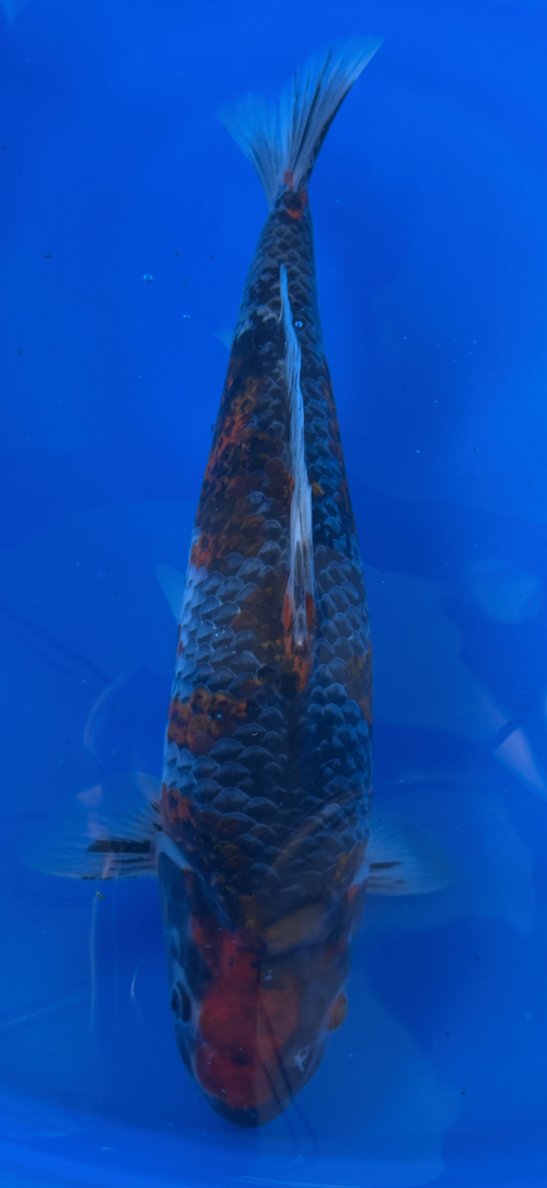 Colorful koi fish swimming in a blue tank