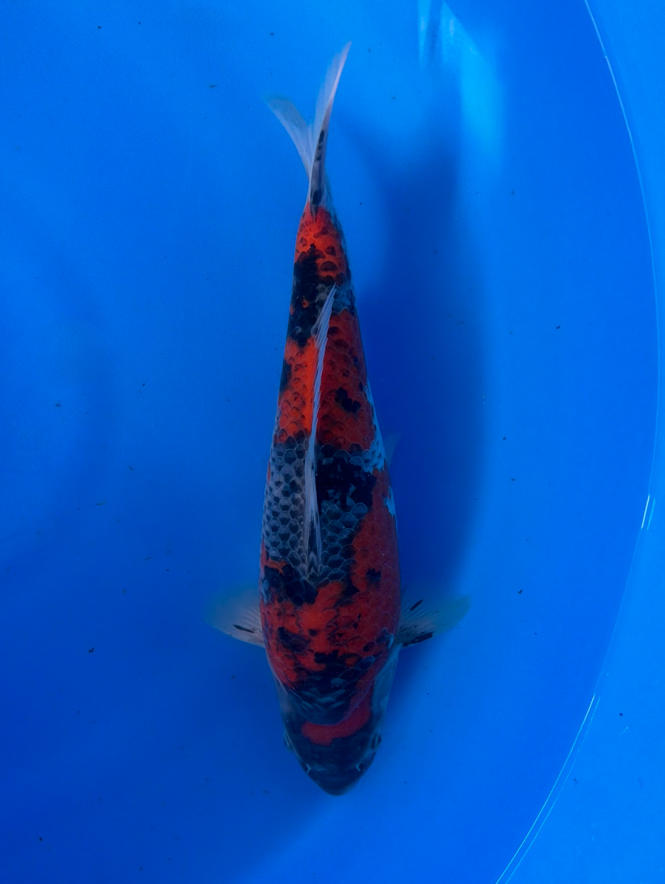 Colorful koi fish swimming in a blue tank
