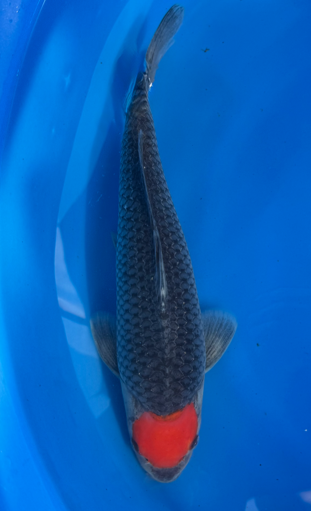 Japanese Koi fish with a red spot on head on a blue background