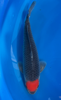 Japanese Koi fish with a red spot on head on a blue background