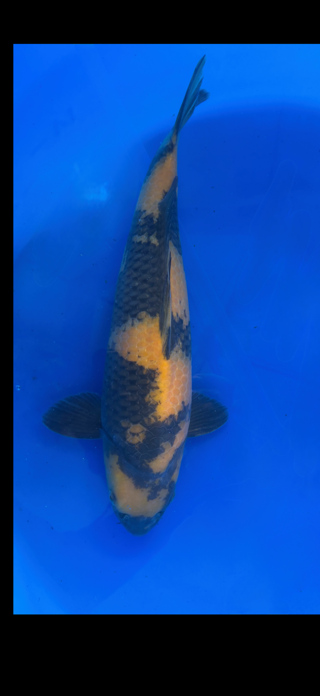 Koi fish with a distinctive pattern on a blue background