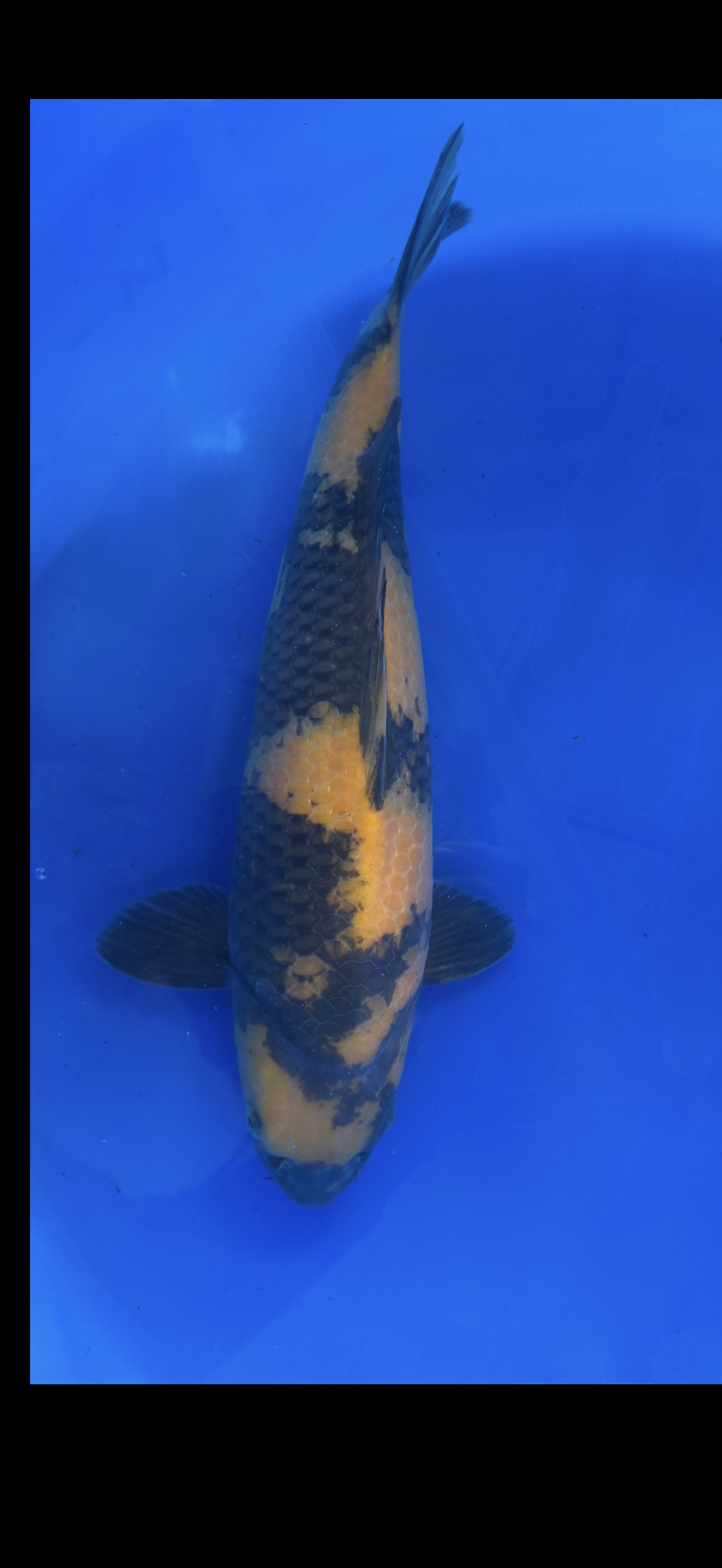 Koi fish with a distinctive pattern on a blue background
