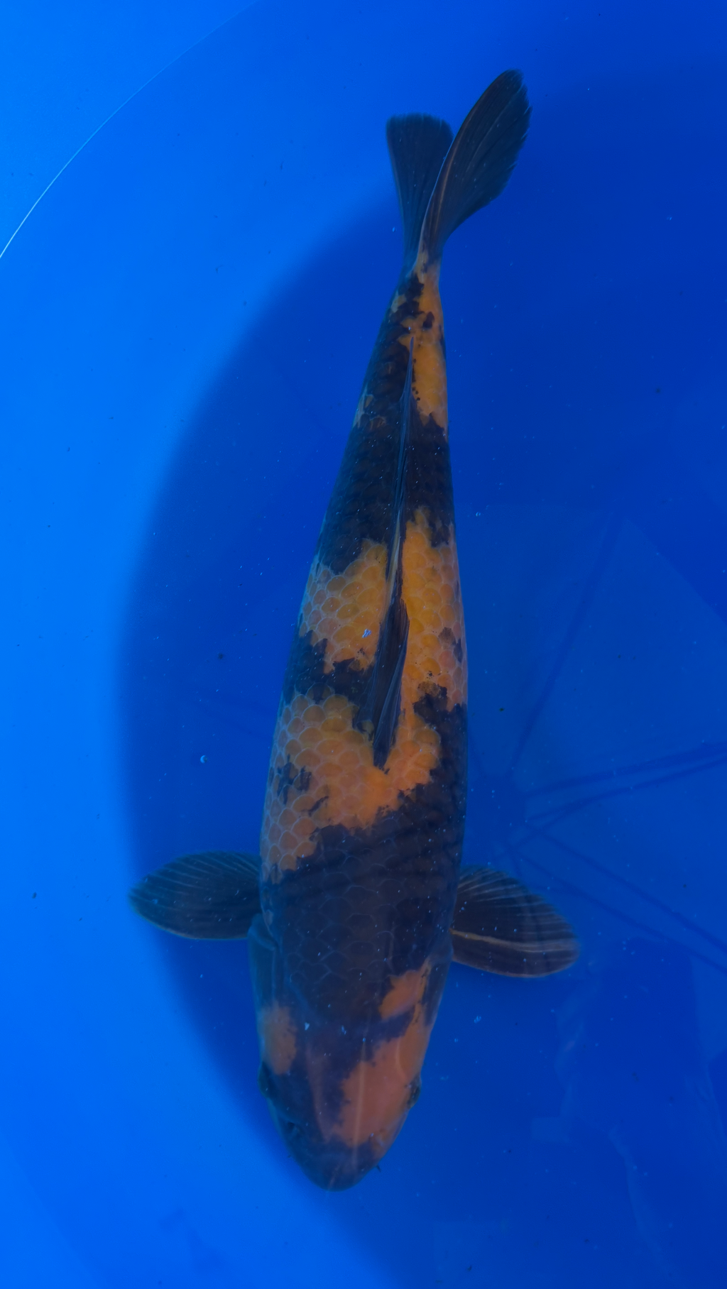 Koi fish with orange and black patterns swimming in a blue container.