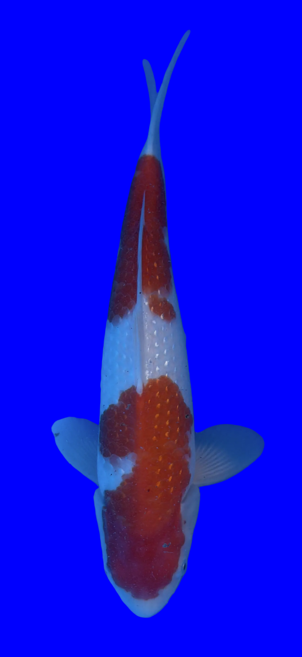 Premium Koi fish with a red and white pattern on a blue background