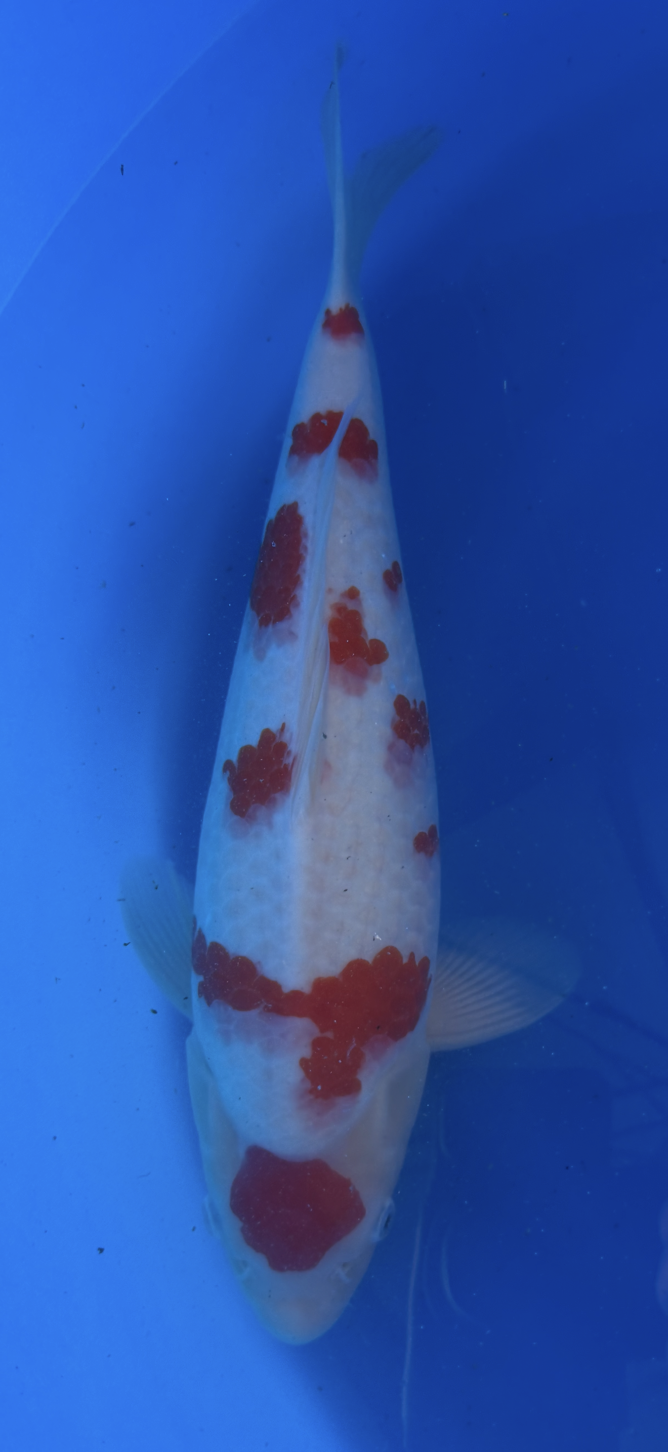 Premium flower pattern Koi fish with red and white patterns swimming in a blue tank