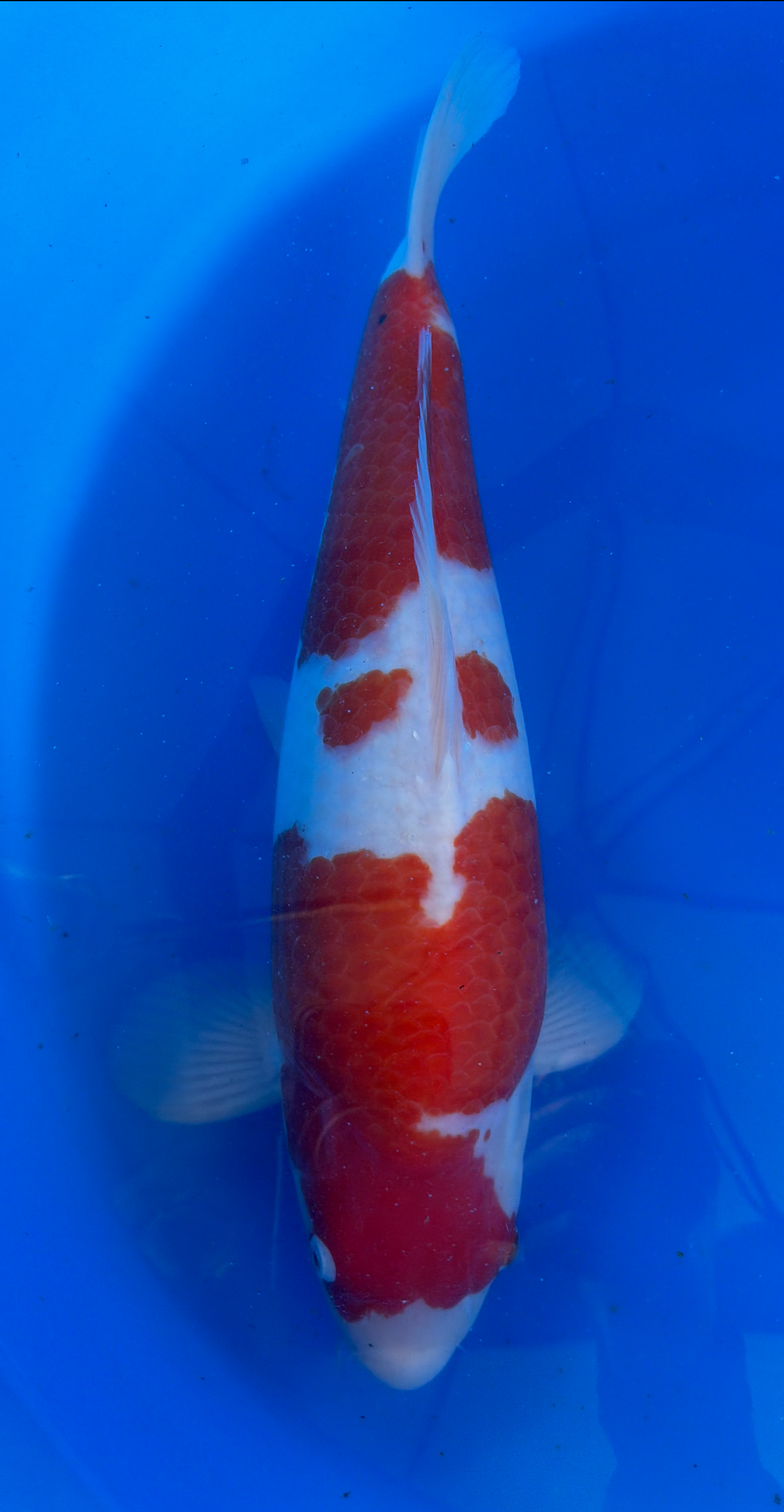 Red and white koi fish in a blue container