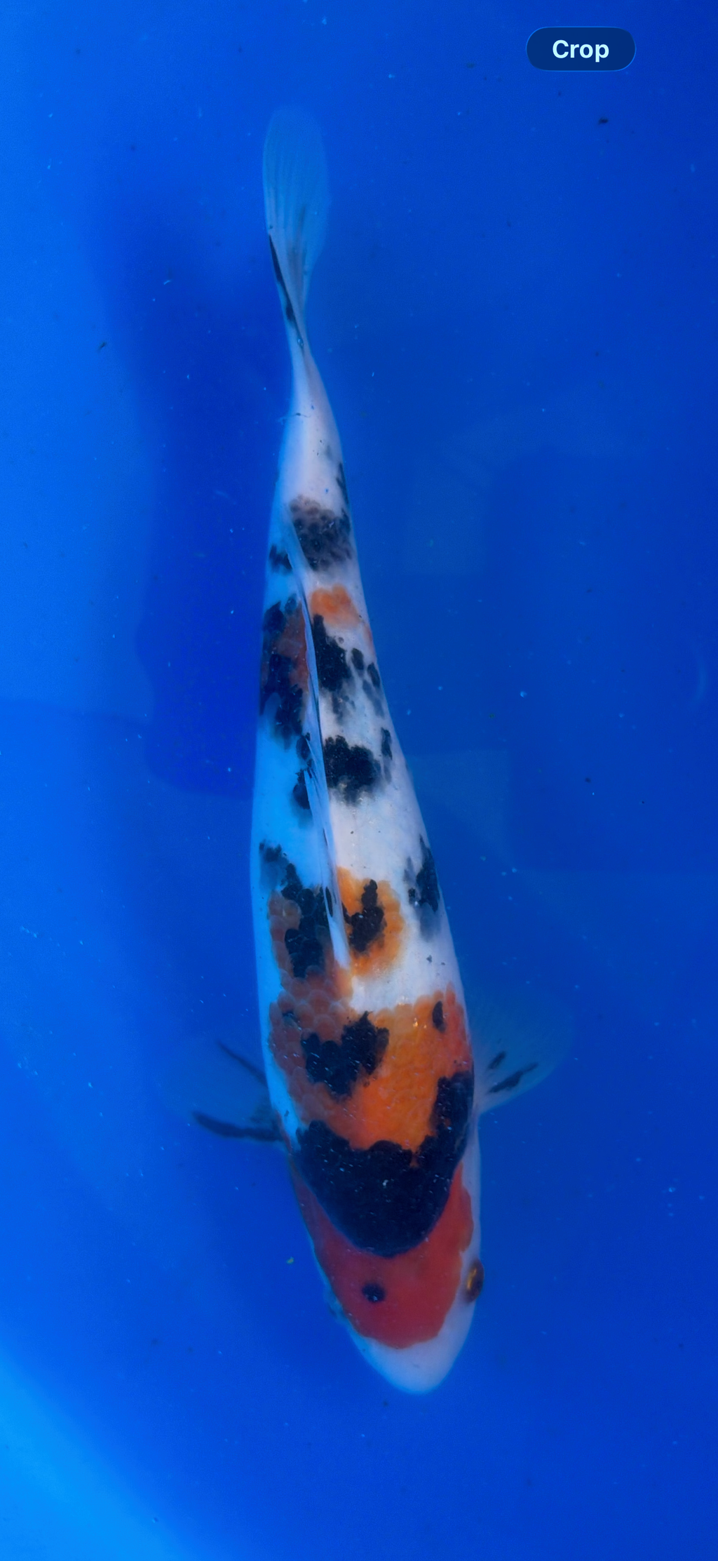 Colorful koi fish swimming against a blue background
