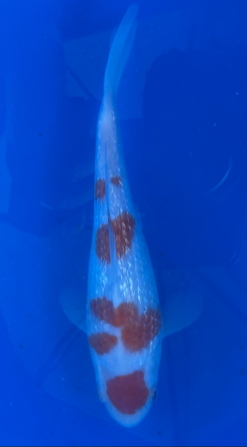Koi fish with red and white patterns swimming in clear blue water.