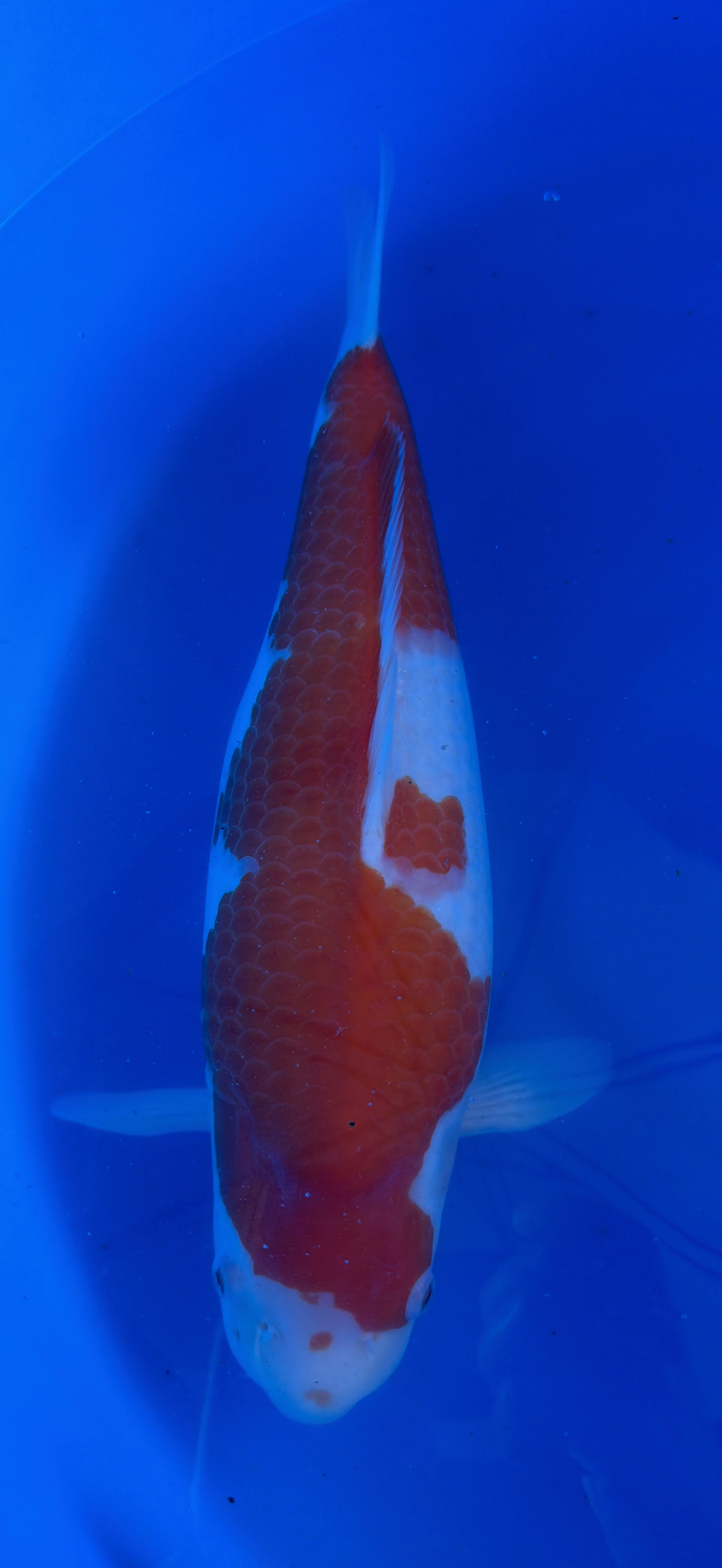 Orange and white Koi fish swimming in a blue tank