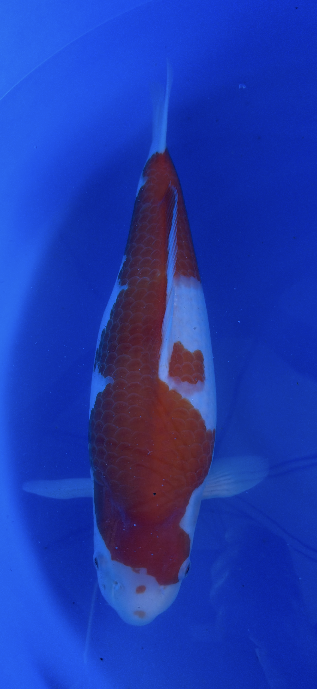 Orange and white Koi fish swimming in a blue tank