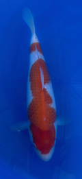 Koi fish with a red and white pattern swimming in water.
