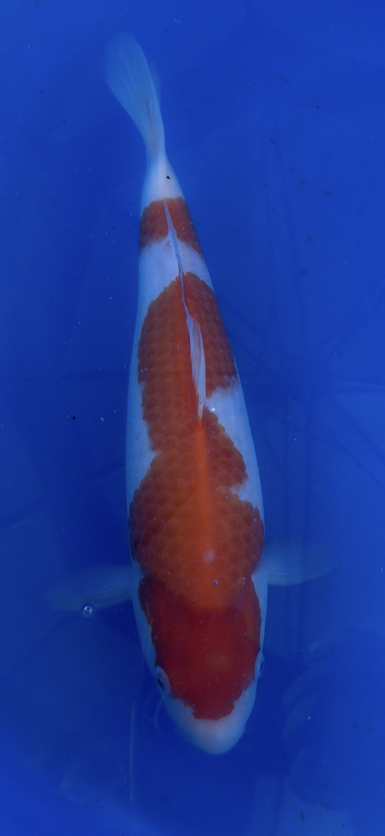Koi fish with a red and white pattern swimming in water.