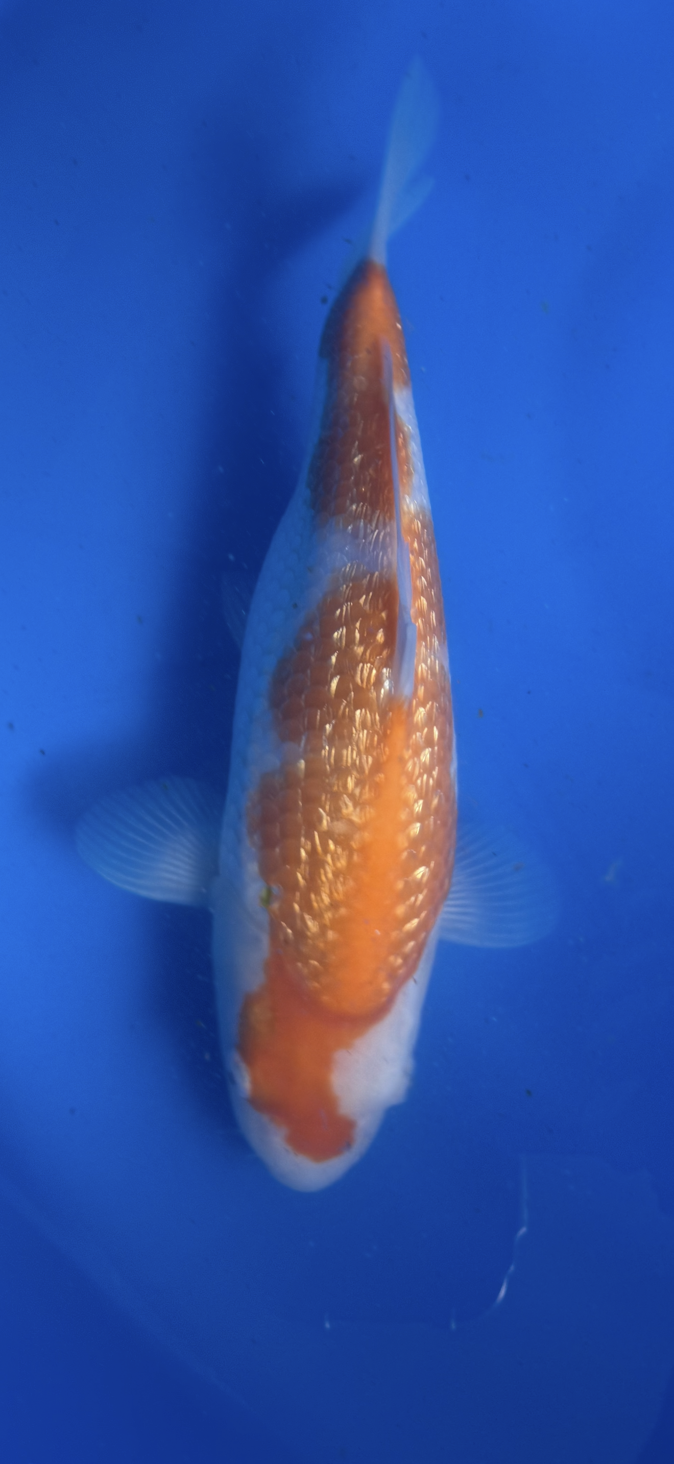 Golden Koi fish swimming in a blue tank