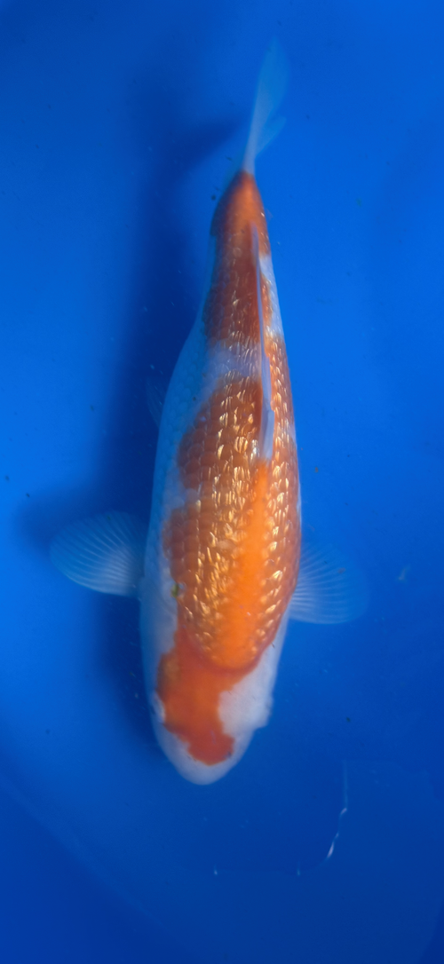 Golden Koi fish swimming in a blue tank