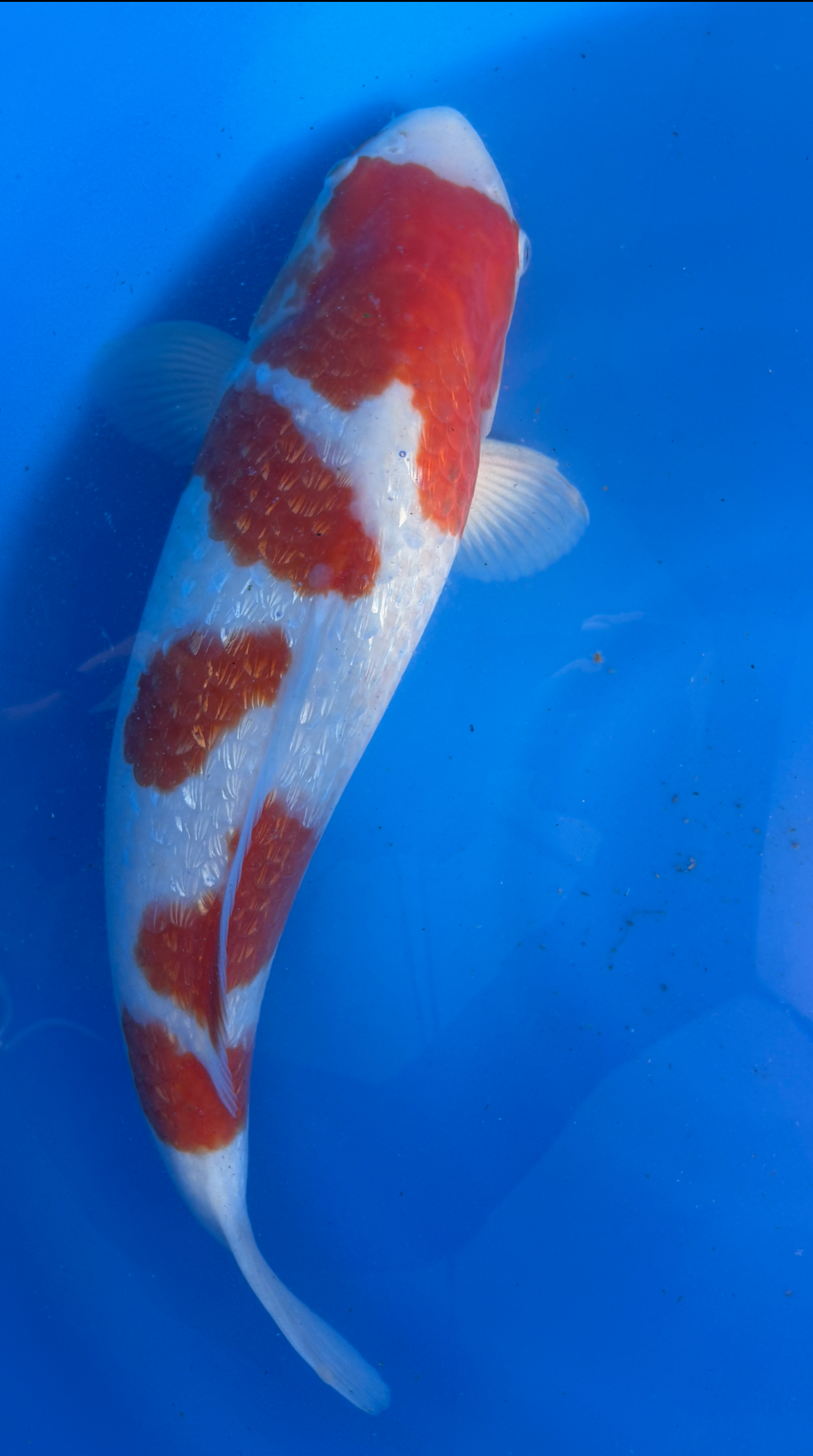 Koi fish with red and white patterns on a blue background