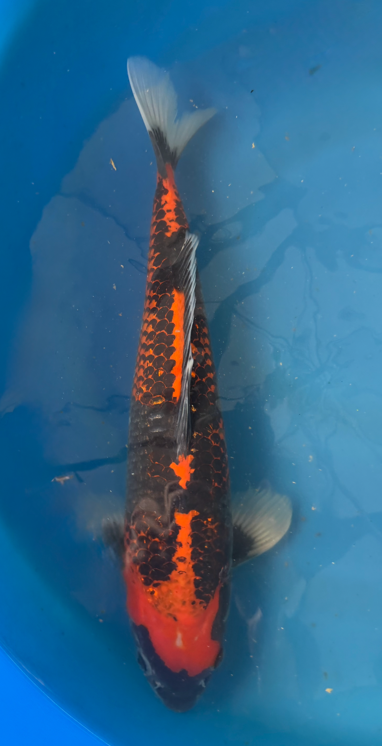 Koi fish with orange and black patterns swimming in a blue container.