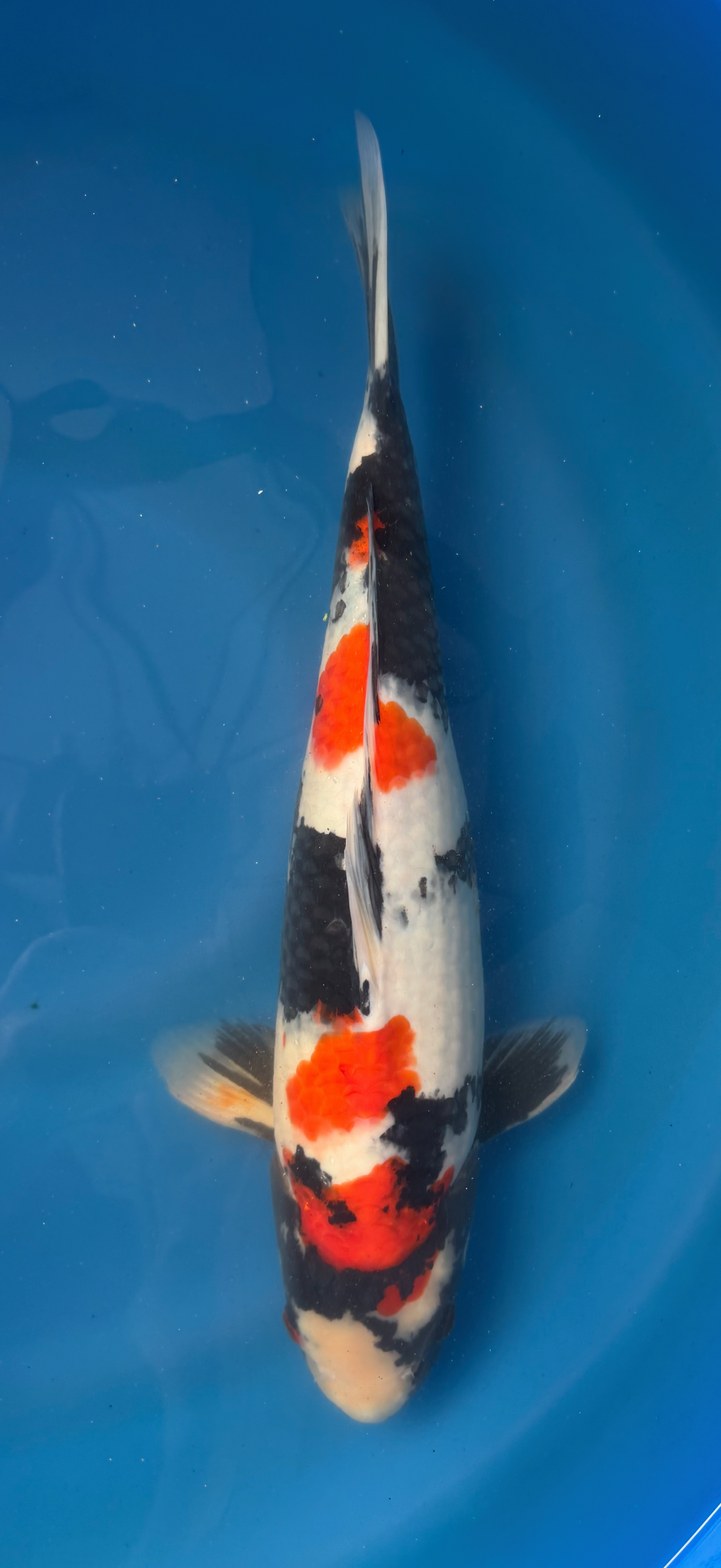 Koi fish swimming in a blue pond