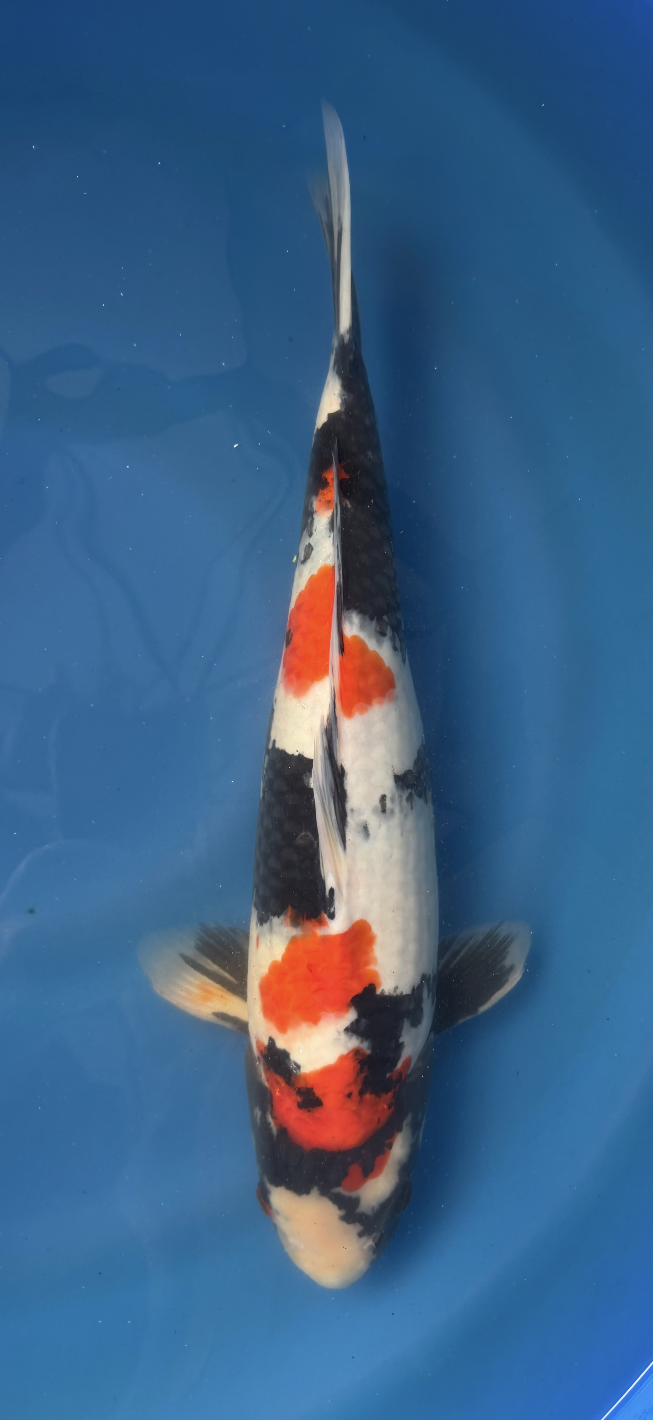 Koi fish swimming in a blue pond