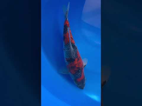 Goshiki Sanke Kibi Koi