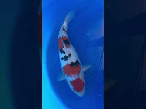 Maruten Sanke Koi