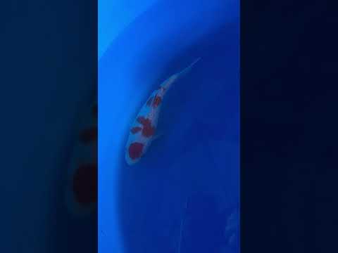 Ginrin Kohaku Maruyama Koi