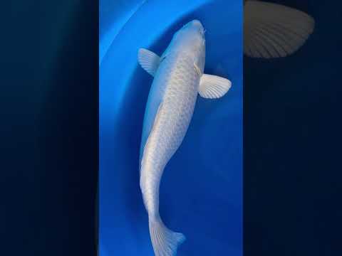 Platinum Ogon Chogoro Koi