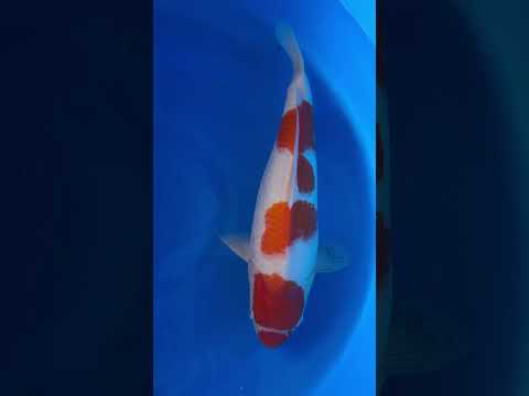 Kohaku Momotaro Koi