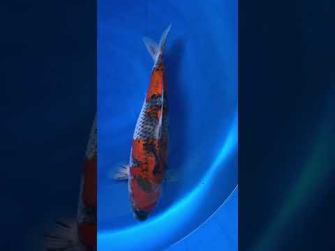 Goshiki Sanke Kibi Koi