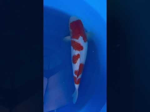 Ginrin Kohaku Maruyama Koi