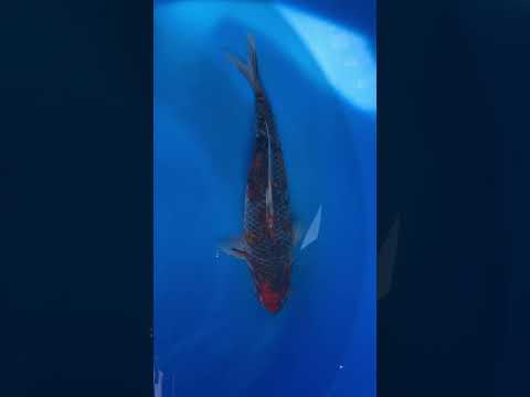 Goshiki Sanke Kibi Koi