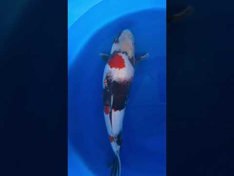 Showa Super Monster Dainichi Koi