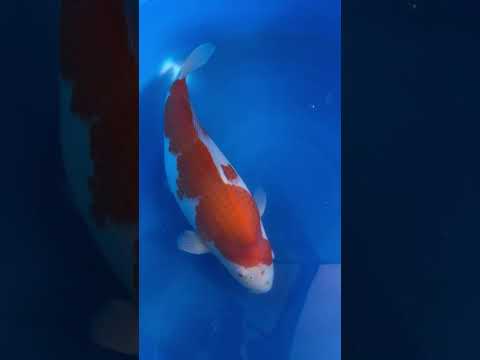 Kohaku Maruyama Koi