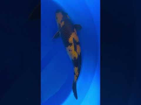 Ki Utsuri Otsuka Koi