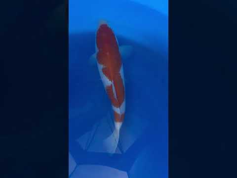 Kohaku Momotaro Koi