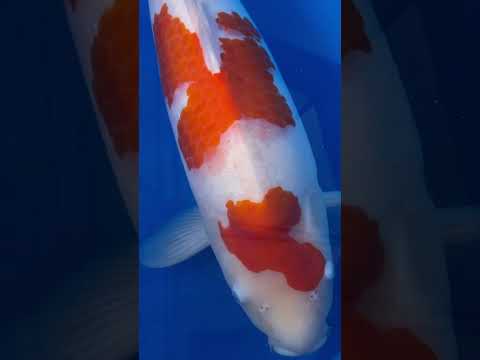 Kohaku Sakai Koi